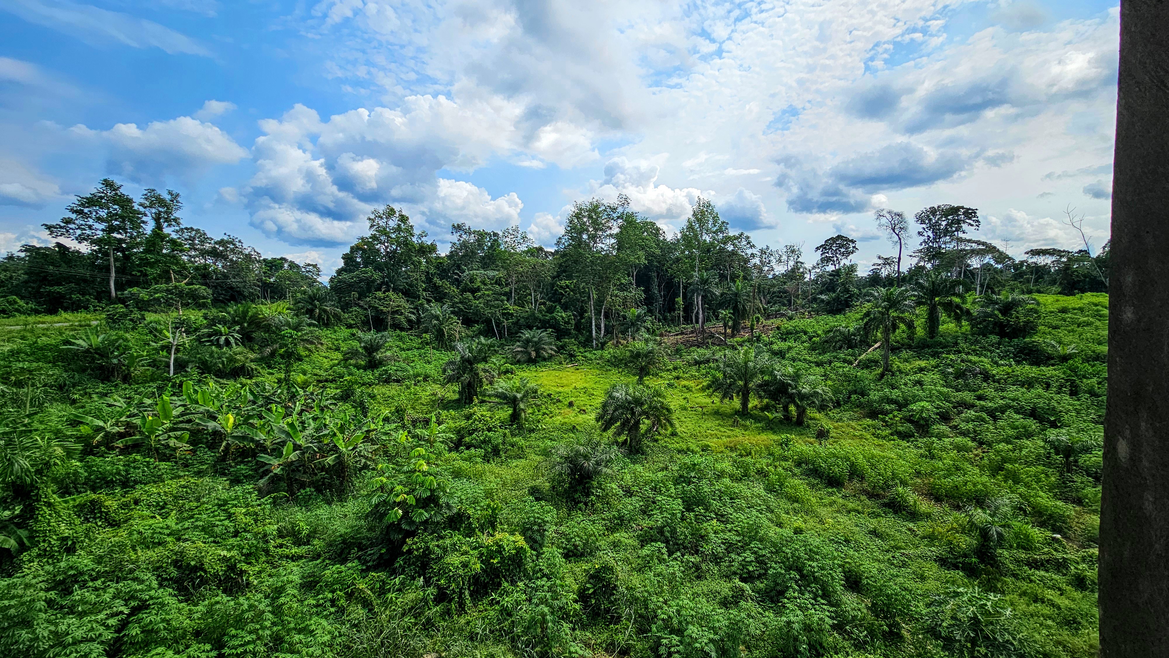 Rainforest landscape in rural Gabon where iboga grows