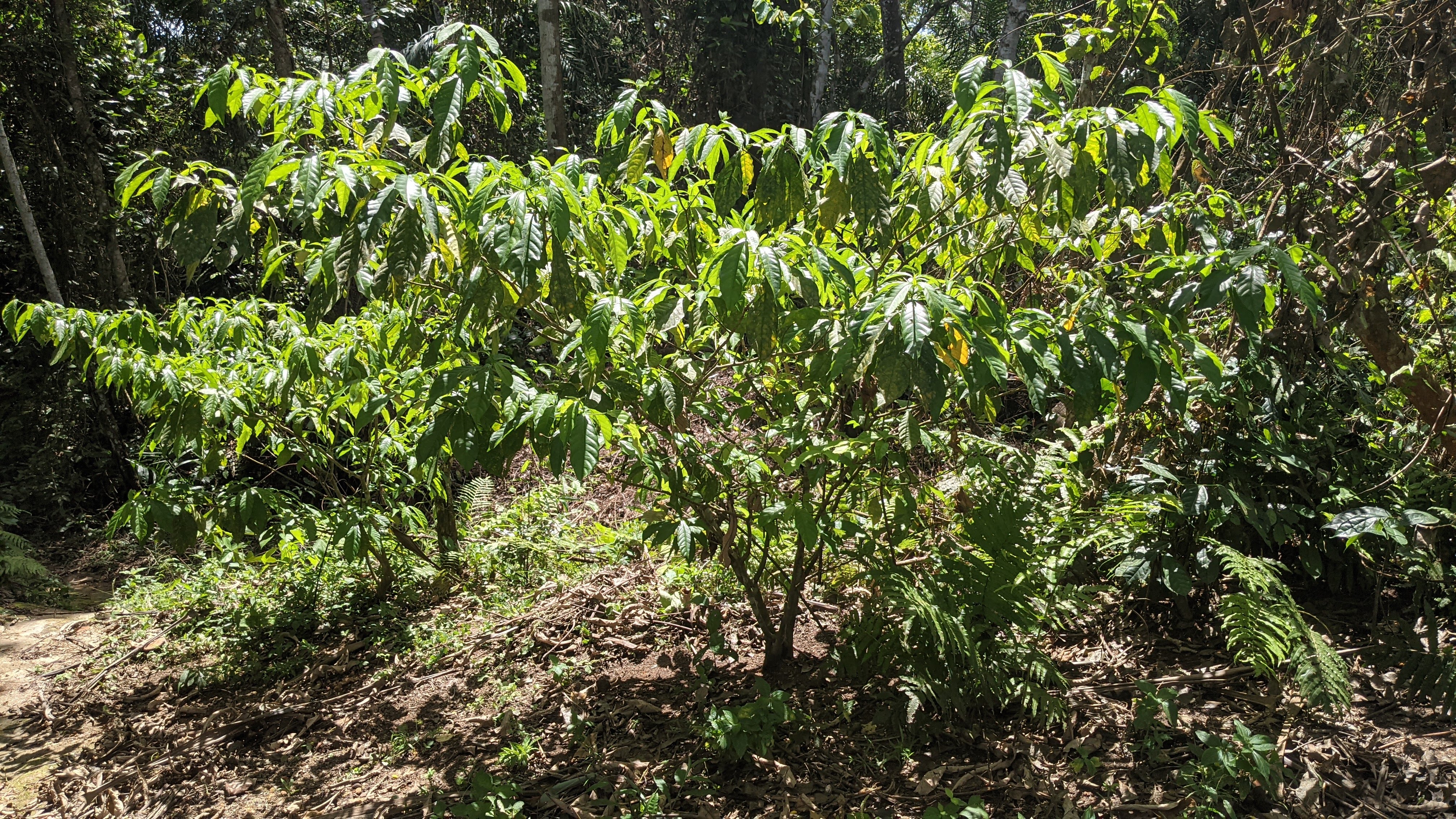 Iboga shrub growing in the Gabonese forest